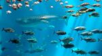 Atlanta CityPASS to skip the line for the aquarium