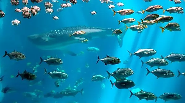 Atlanta CityPASS to skip the line for the aquarium