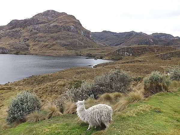Las Cajas National Park in Ecuador