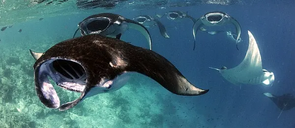 swimming with manta rays