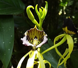 orchid