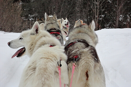 Quebec winter adventure