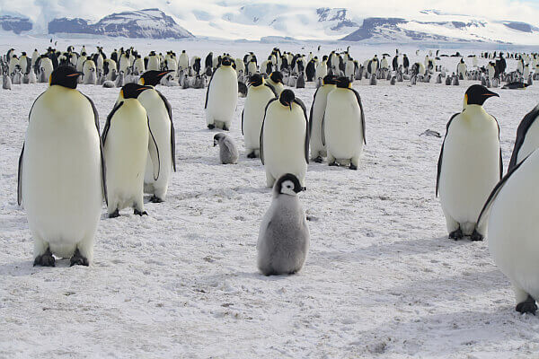 save for an Antarctica adventure