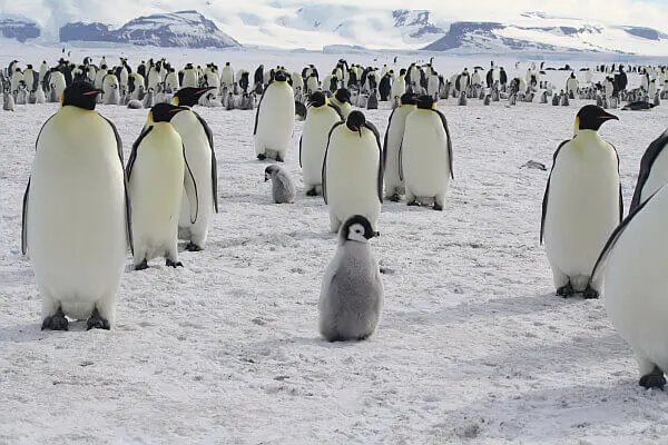 save for an Antarctica adventure