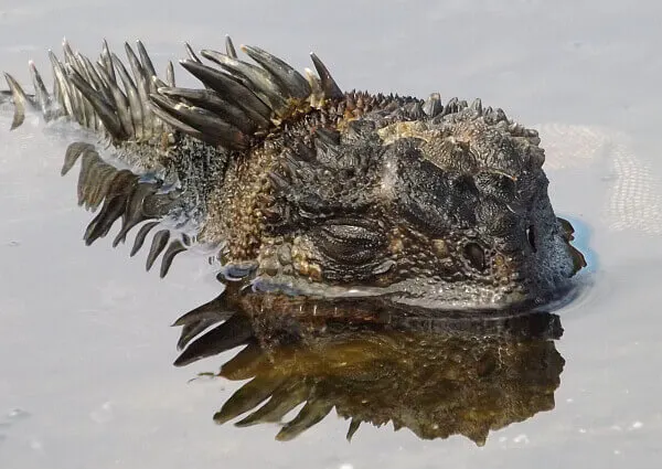 Galapagos islands on a budget is difficult