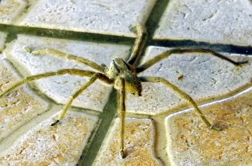 Can you handle big bugs when you move abroad?