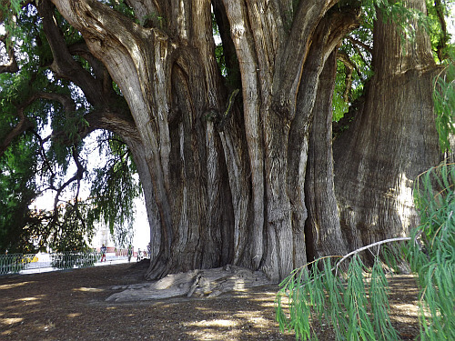 Tule largest tree