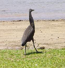 birdwatching Panama