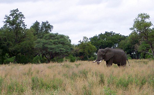 African safari