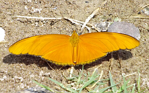 sierra-gorda-butterfly1