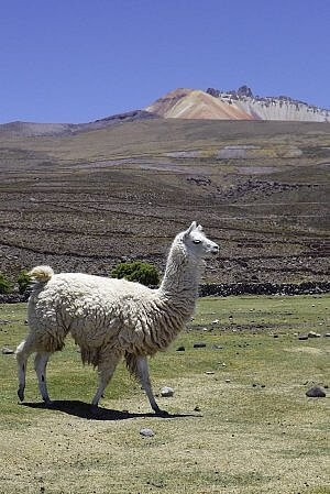 Cheap travel clusters South America 