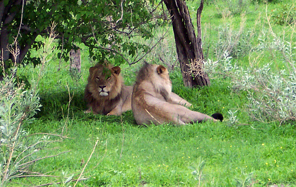 African wildlife safari 