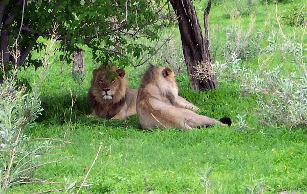 African wildlife safari 