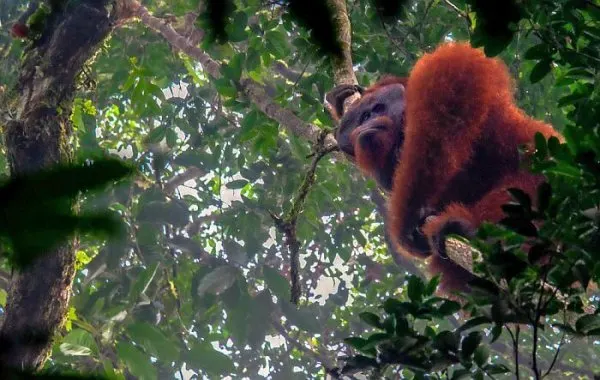 orangutan borneo travel story