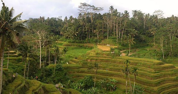 Bali rice fields terraced
