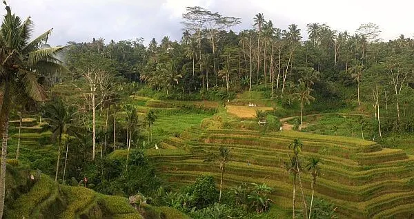 Bali rice fields terraced