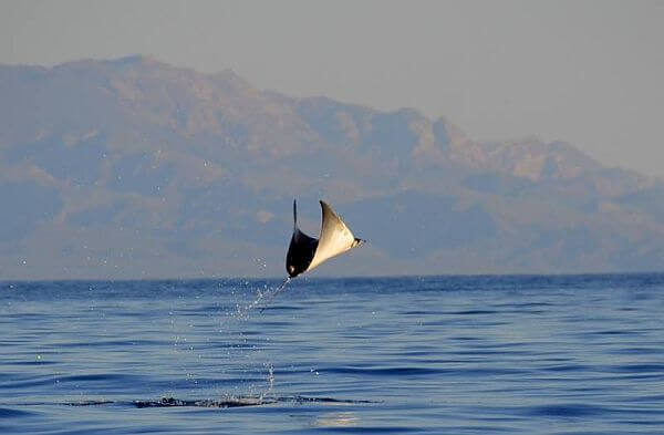 jumping ray near Loreto Mexico on an adventure tour