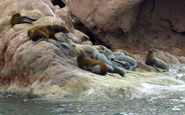 Baja sea lions adventure Espiritu Santo Island