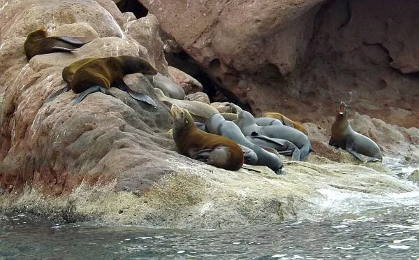 Baja sea lions adventure Espiritu Santo Island