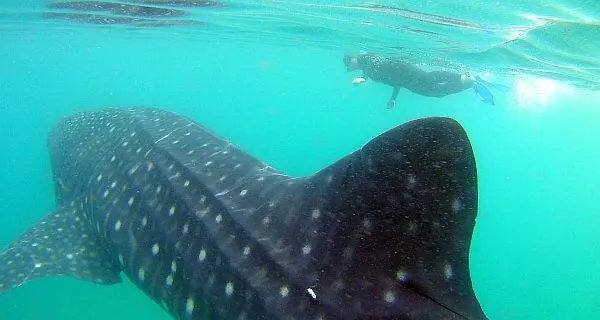 Swim with whale sharks in Baja California