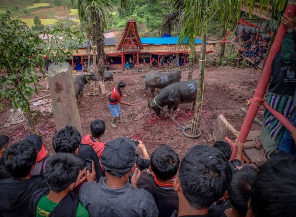 Dark tourism in Sulawesi Indonesia