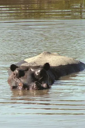 African safari adventure in Tanzania