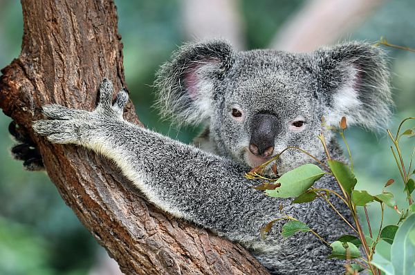 Australia visa needed, photo by David Clode via Unsplash