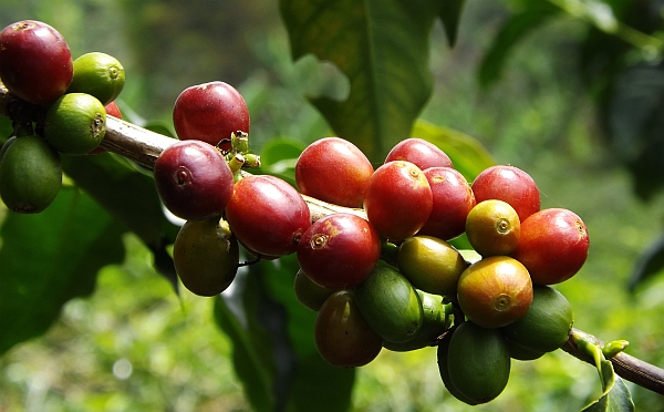 coffee region farm visit