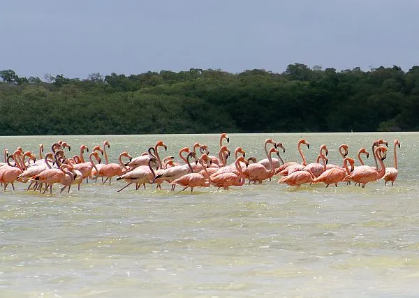 Celustun flamingo tour
