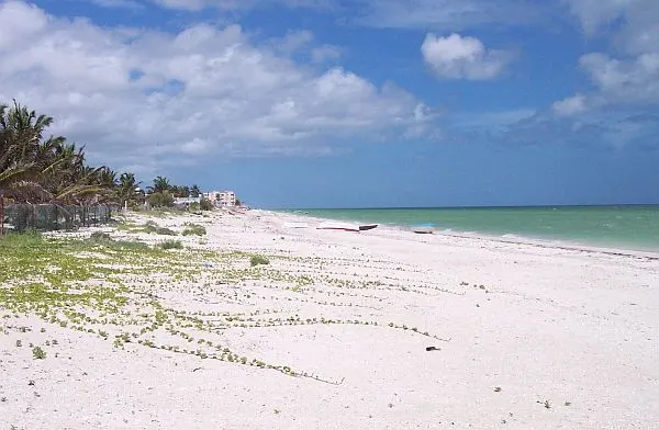 Yucatan flamingo coast progreso beaches