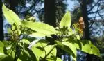 monarch butterfly sanctuary michoacan mexico