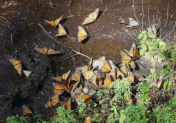 monarch butterflies migrated to Mexico