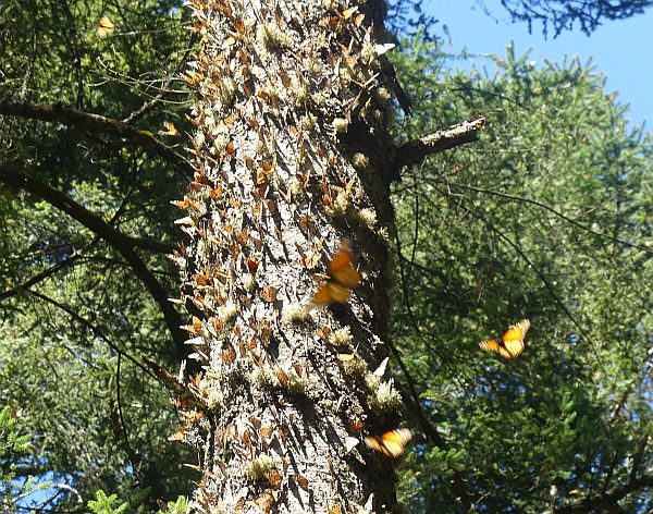 monarch butterfly migration to Mexico