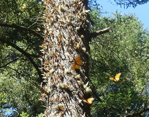 monarch butterfly migration to Mexico