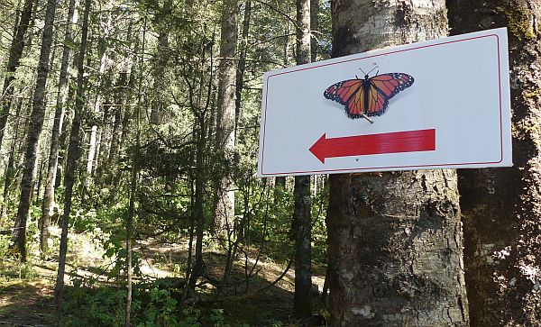 el rosario butterfly sanctuary in Michoacan, Mexico